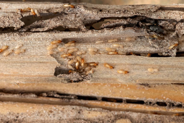 Best Pest Control Near Me  in Algonac, MI